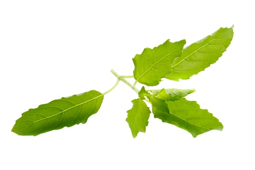 Basil leaves are prepared for cooking isolated on a white background photo