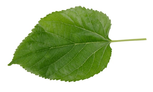 Green Mulberry Leaves isolated on a white background photo