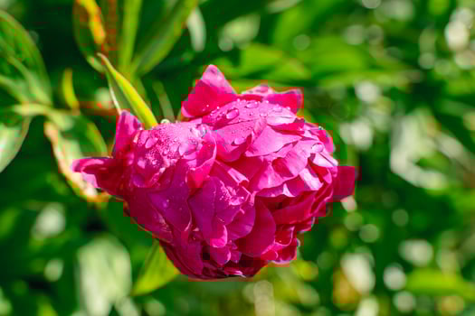 Pink peony at springtime, real life photo, paeonia, bright photo