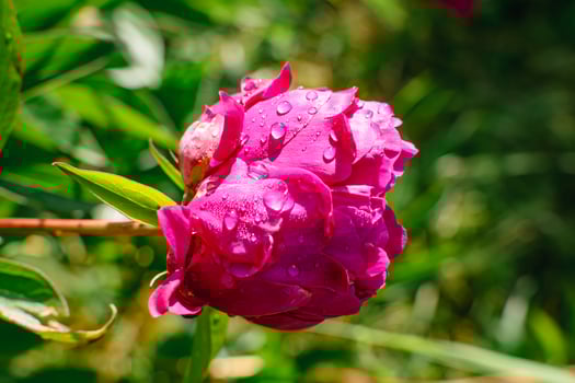 Pink peony at springtime, real life photo, paeonia, petal photo