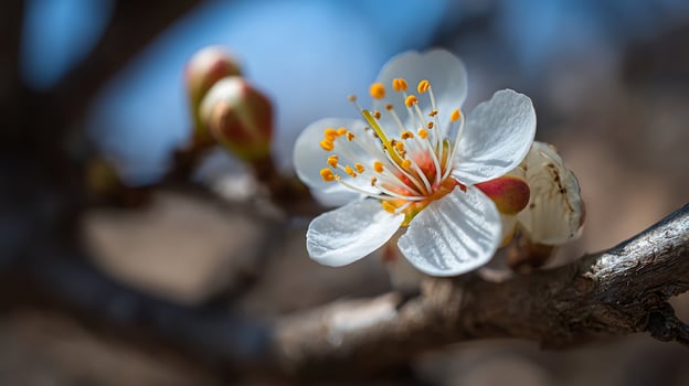 Spring tree flower in focus against bright blurry nature photo