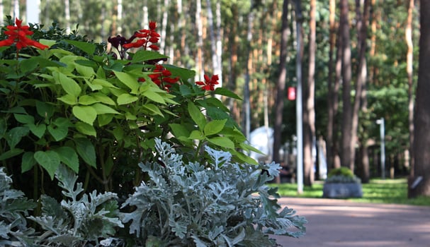 Flower bed with colored flowers and decorative plants on the pathway of city park photo