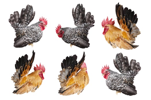 set of chicken bantam ,rooster isolated on white backgrond with clipping path photo