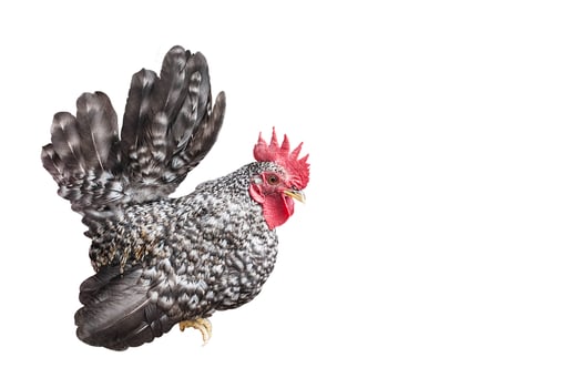 chicken bantam isolated on white backgrond with space for text. photo