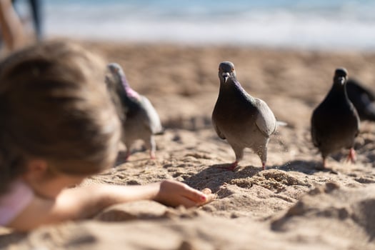Girl extending hand to feed doves on sandy beach photo