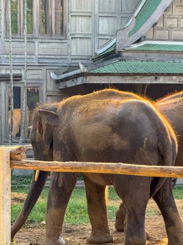 Adorable gray elephant living freely in an elephant care sanctuary, playful animal enjoys the tropical flora of a national park. Conservation center for wildlife mammals in Bangkok. photo