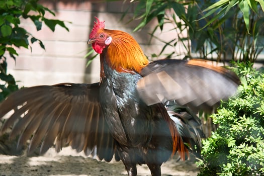 Colorful rooster, with outstretched wings, surrounded by plants and shade. photo