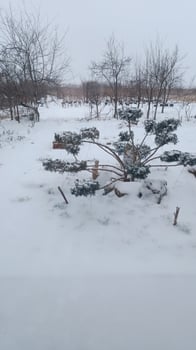 Juniper bush with niwaki formation spreads out in the yard of a rural house on a winter snowy day. mobile photo