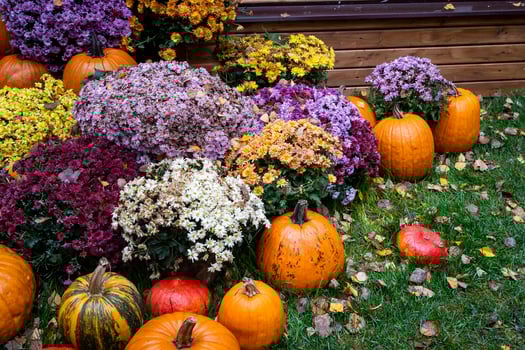 Vibrant Fall Display of Pumpkins and Chrysanthemums photo