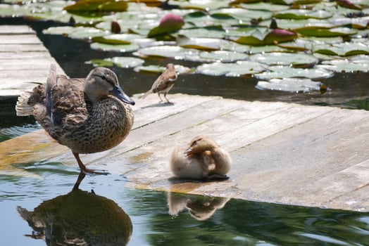 A duck with cute little duckling at the wooden bridge in a pond covered with water lilies photo