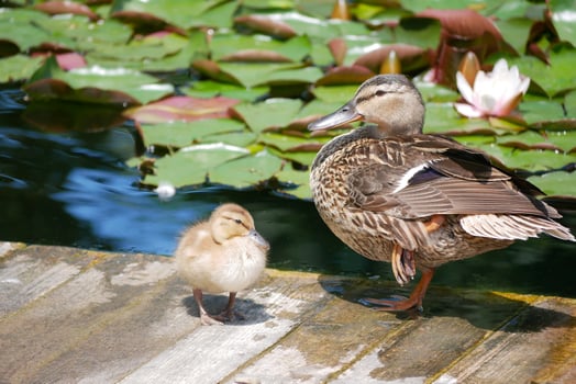A female duck with a cute little duckling at the wooden bridge in a pond covered with water lilies photo