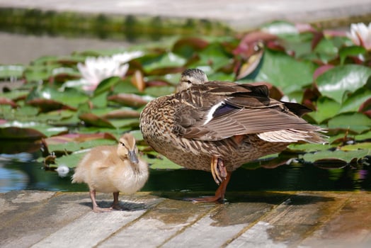 A female duck with cute duckling at the wooden bridge in a pond covered with water lilies photo