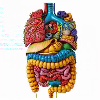 3D image of human internal organs, bright colors photo