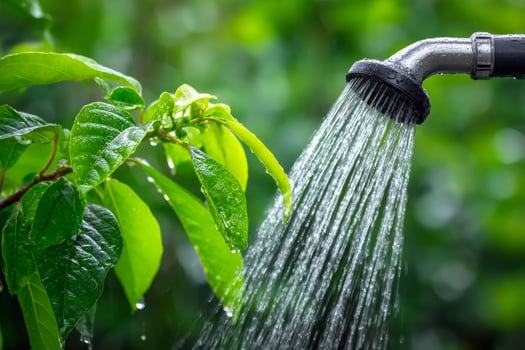 Watering plants in garden with shower head, promoting growth and sustainability photo