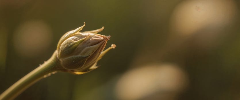 Delicate Beauty of a Budding Flower in Golden Light, CloseUp Shot, Natures Promise photo