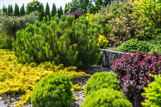 Vibrant Garden Landscape Showcasing Diverse Plants and Colorful Foliage in Bright Sunlight photo