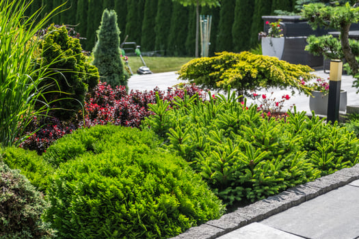 Lush Garden Landscape Featuring Vibrant Shrubs and Manicured Greenery in Bright Sunlight photo