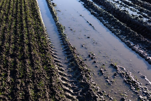 Muddy rice field features tractor tire tracks filled with water and young rice plants sprouting alongside. Early morning light enhances the scene photo