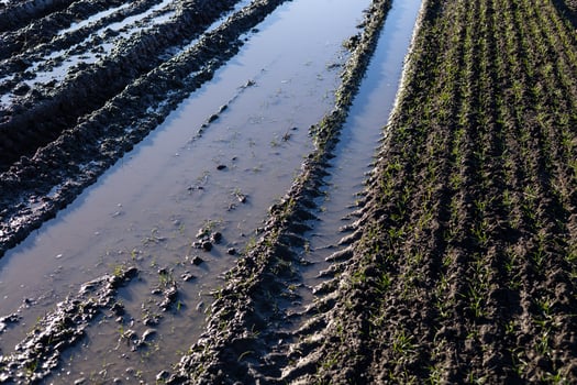 Water-filled furrows in a rice field reveal fresh plowing, with young plants sprouting in lush green rows under bright sunlight photo