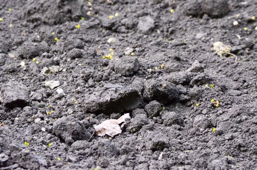 A dirt field with a leaf on it. The leaf is brown and is laying on the ground photo