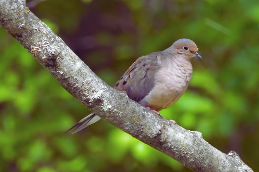 Branch of Solitude The Peaceful Dove photo