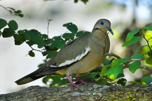 Soft Wings Still Branch The Doves Moment photo