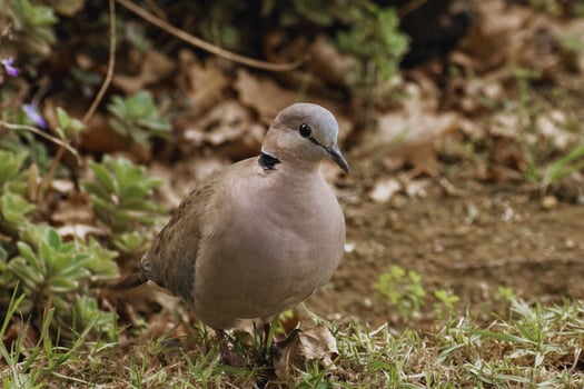 Tranquil Watcher A Doves Treebound Grace photo