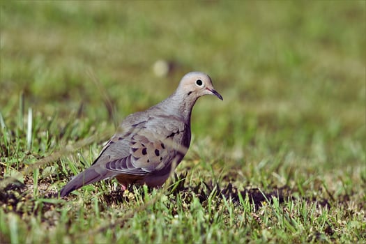 Symbol of Calm Dove Amid the Leaves photo