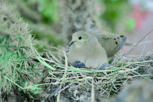 Peace in the Canopy A Doves Perch photo