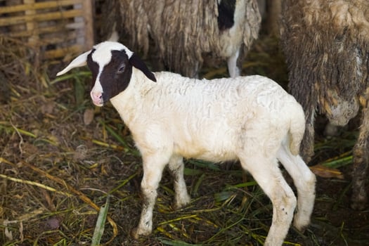 A young lamb standing in a farm setting photo