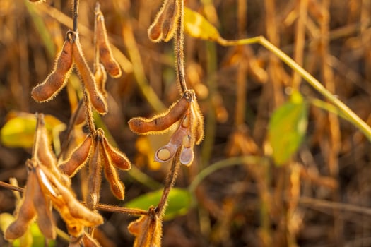 Soybean plants display their pods filled with beans against a backdrop of golden light in a rural farming field photo