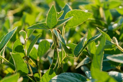 Green soybean leaves are abundant in a field, basking in sunlight and showcasing the vitality of agricultural growth photo