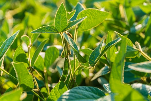 Soybean plants are thriving in a lush green field, reaching towards the sun as golden light enhances their vibrant foliage and healthy growth photo