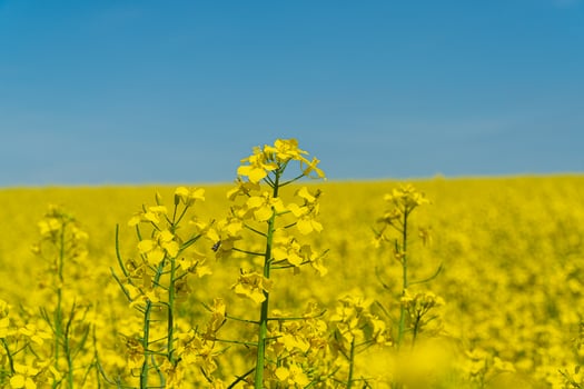 Vibrant yellow rapeseed blossoms fill the landscape, reaching towards a bright blue sky in a spring day photo