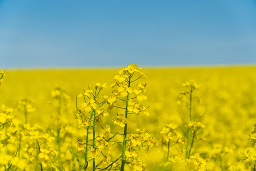 Vibrant yellow blooms stretch across a vast field, illuminated by the bright sun and framed by a clear blue sky photo