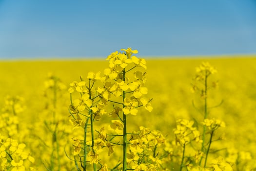 Vibrant yellow blossoms fill a vast field stretching to the horizon on a sunny spring day, creating a picturesque natural landscape photo