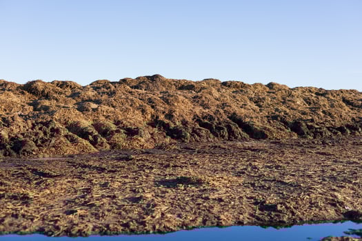 A large pile of manure sits in an agricultural field, reflecting the warm light of the sunrise against a clear blue sky photo