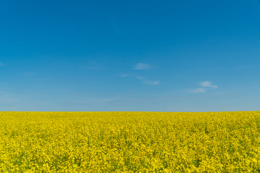 Expansive field covered in vibrant yellow flowers stretches under a clear blue sky, capturing the essence of springtime beauty photo