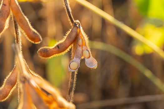 Close-up of mature soybean pods hanging from a plant, illuminated by warm sunlight, indicating a productive harvest season photo