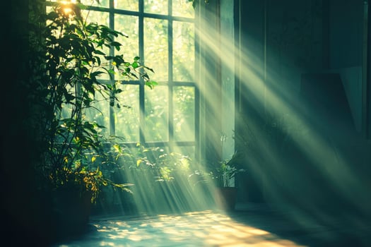 Sunlight shining through window, illuminating plants in room photo