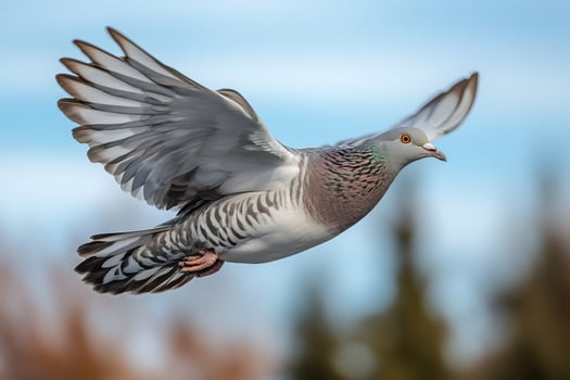 Wood pigeon flying with spread wings in a blue sky photo