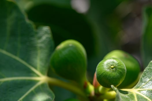 Figs Ripening on Tree in Sunny Cyprus Garden photo