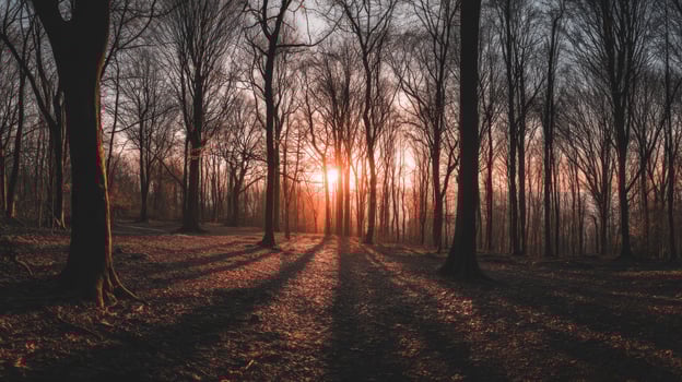Serene Sunset in a Leafless Forest with Long Shadows and Warm Sunlight Filtering Through Tall Trees photo