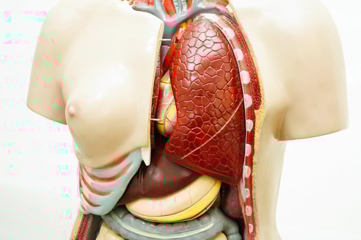 Human lung anatomy organ model isolated on white background. photo