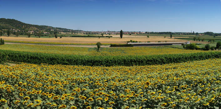 Field of sunflowers under a clear blue summer sky in the Italian countryside of Colli Euganei, Padua. photo