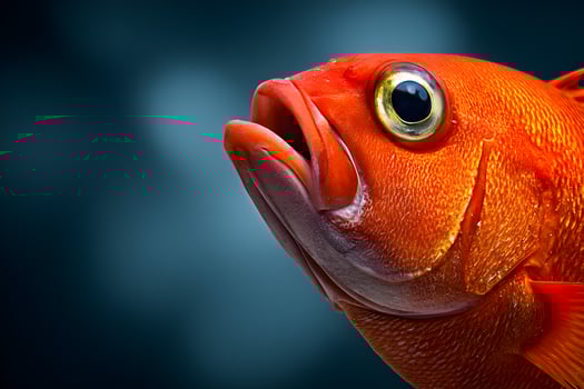 Bright Orange Fish Closeup Detailed Image Ocean Animal Vivid Scales photo