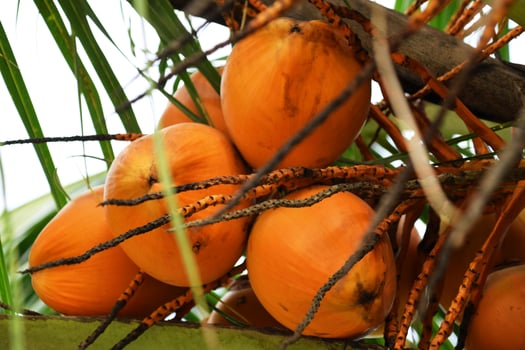 Fresh orange coconuts on palm tree in West Java photo