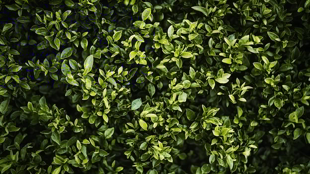 Lush Green Foliage A Detailed Top-Down View of Vibrant Leaves. photo