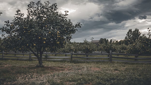 Fruit Orchard under a Dramatic Sky A Rustic Scene. photo