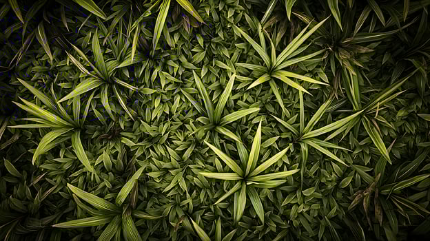 Lush Green Tropical Foliage A Detailed Overhead View of Pandanus Plants. photo